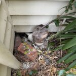 Tree root intrusion blocking a residential sewer drain in Geelong West, discovered during a CCTV drain inspection by Bay Plumbing & Drainage