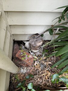 A Blocked Toilet That Turned Out to Be a Full Main Sewer Blockage in Geelong West