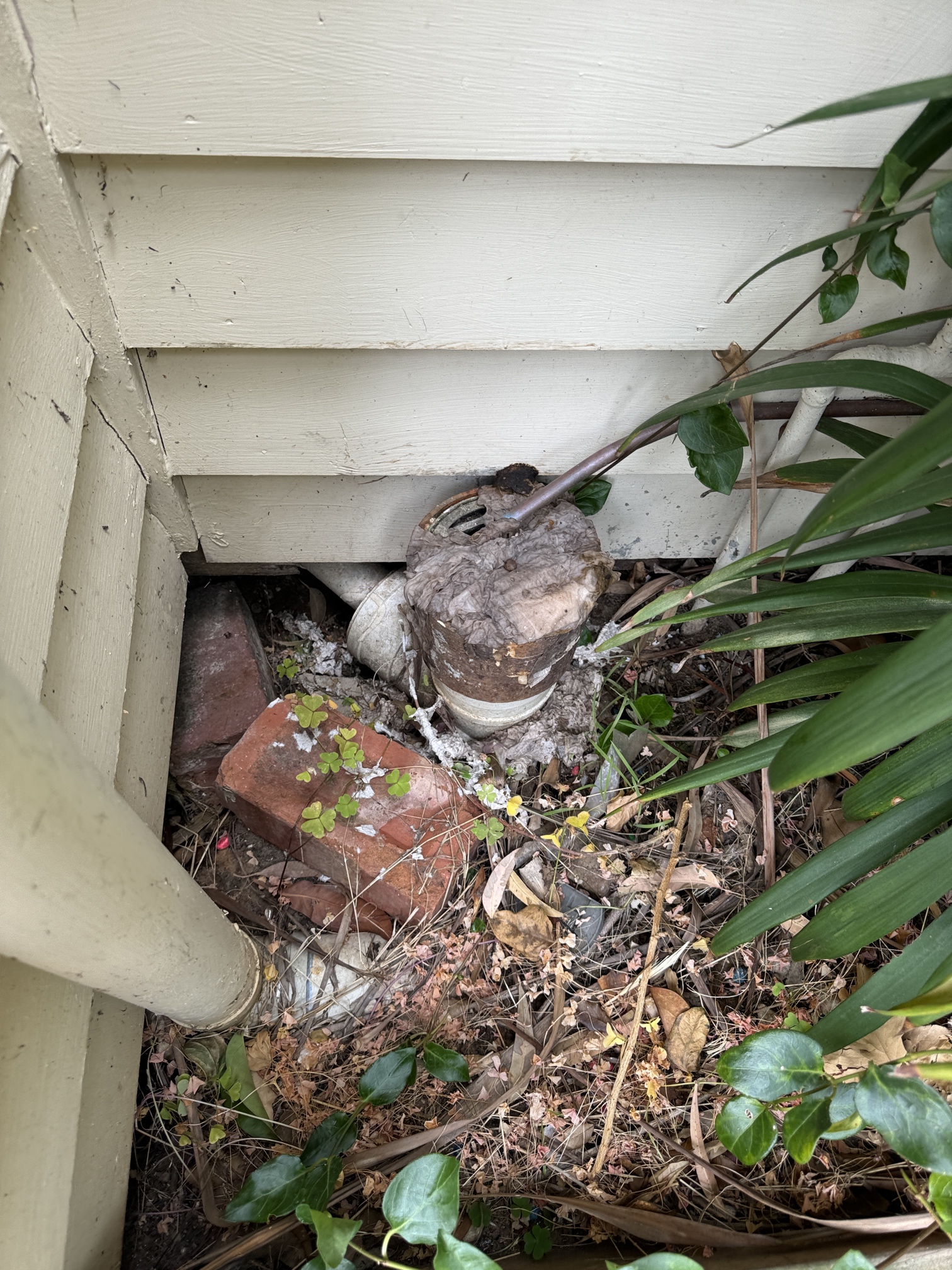 Tree root intrusion blocking a residential sewer drain in Geelong West, discovered during a CCTV drain inspection by Bay Plumbing & Drainage